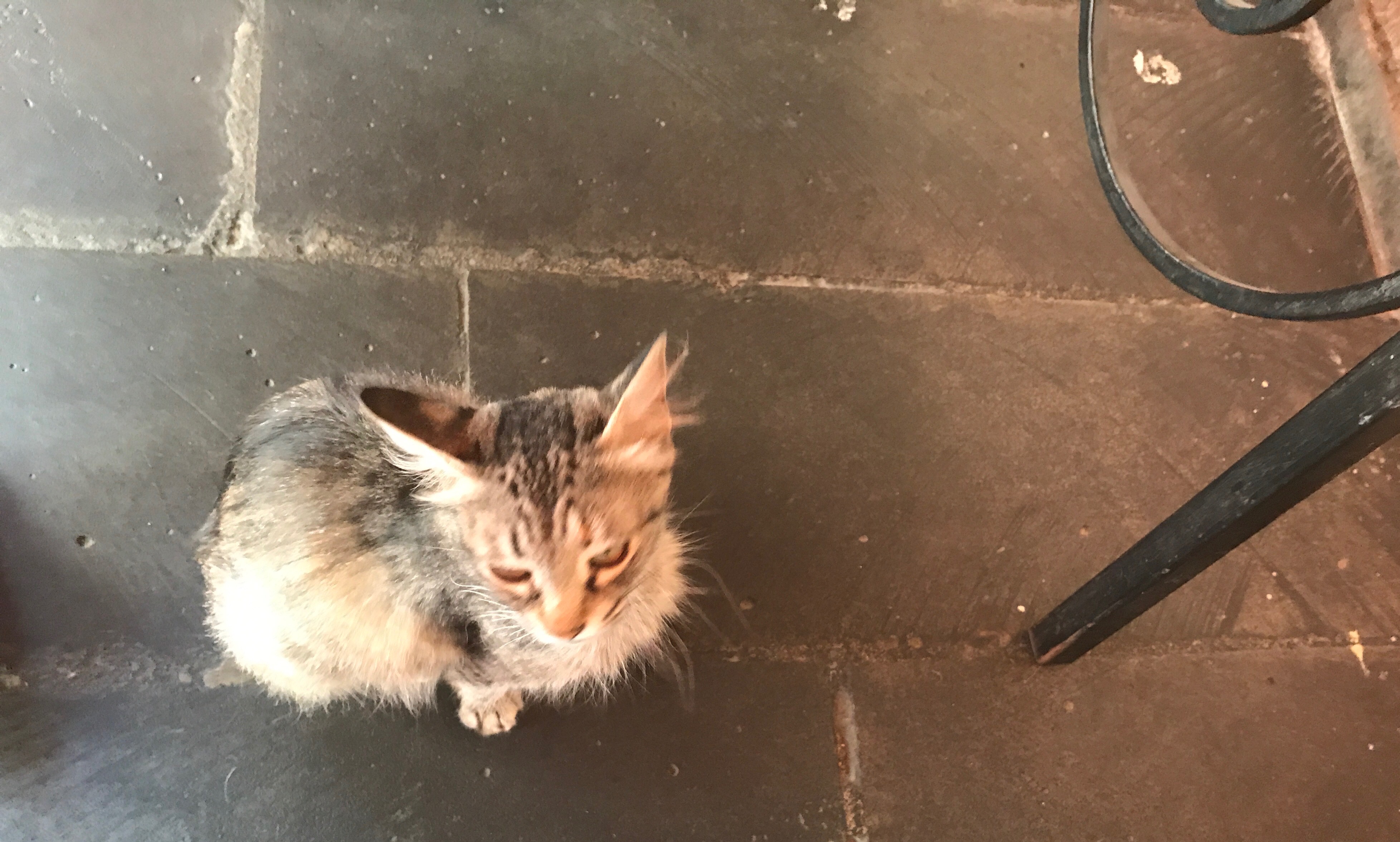 Olena Jennings, Georgia Kitten.