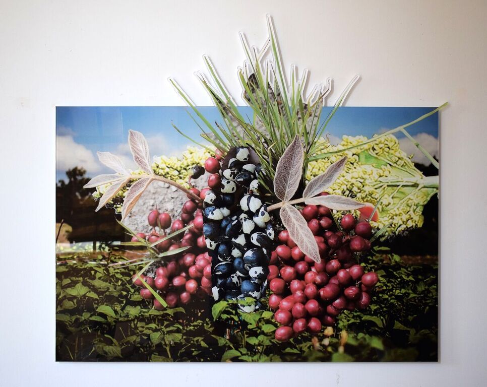 Stephanie A Lindquist about philosophy of plants and&nbsp;art