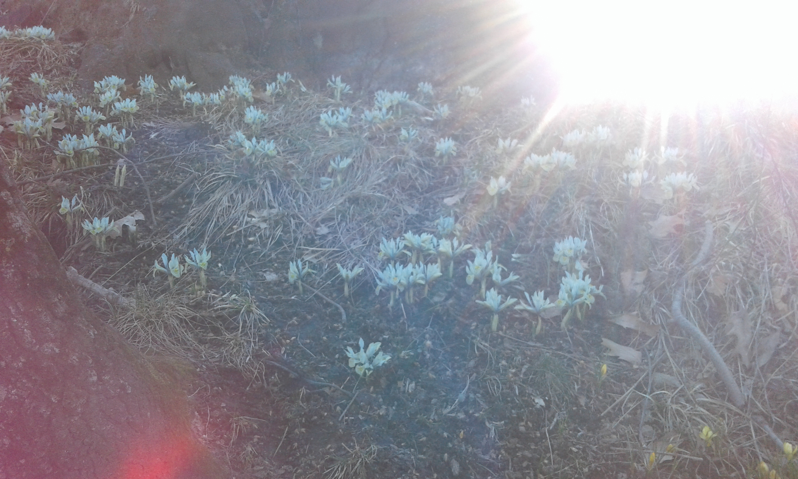 meadow @Firstindigo&Lifestyle